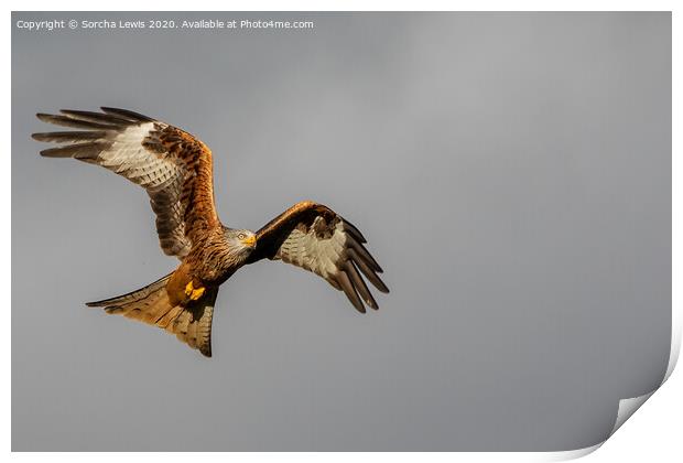 red kite Print by Sorcha Lewis