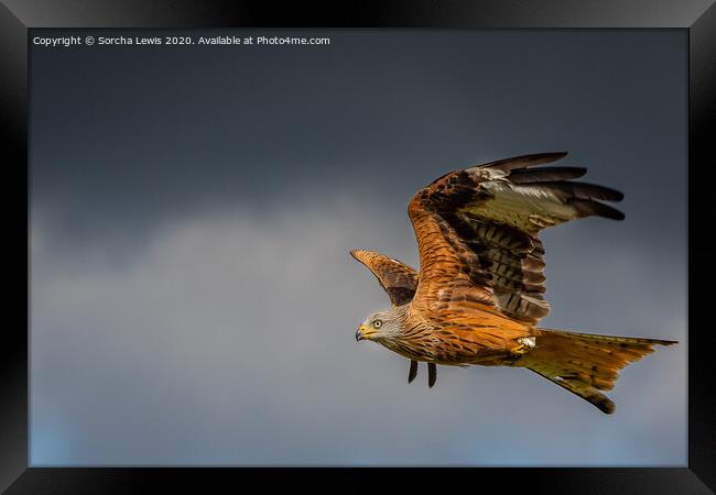 Red kite in flight Framed Print by Sorcha Lewis