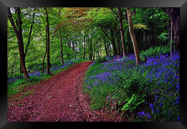 Bluebell Road Framed Print by Richie Fairlamb
