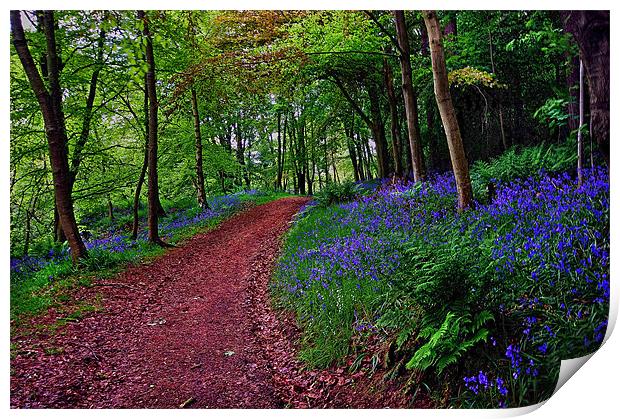 Bluebell Road Print by Richie Fairlamb