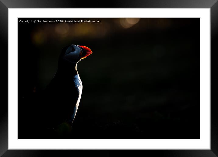 Puffin silhouette  Framed Mounted Print by Sorcha Lewis