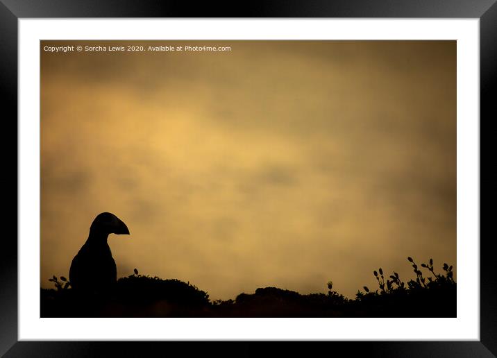 Puffin silhouette  Framed Mounted Print by Sorcha Lewis