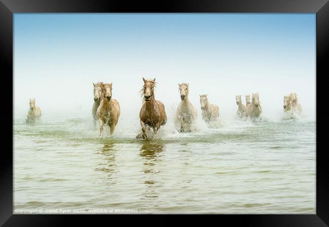 Ethereal Dawn: Camargue Steeds in Motion Framed Print by David Tyrer