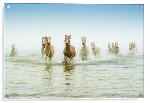 Ethereal Dawn: Camargue Steeds in Motion Acrylic by David Tyrer