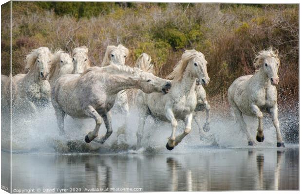 White Horses of the Camargue Canvas Print by David Tyrer