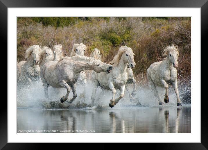 White Horses of the Camargue Framed Mounted Print by David Tyrer