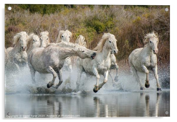 White Horses of the Camargue Acrylic by David Tyrer