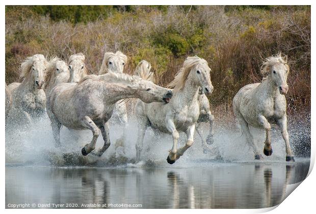 White Horses of the Camargue Print by David Tyrer