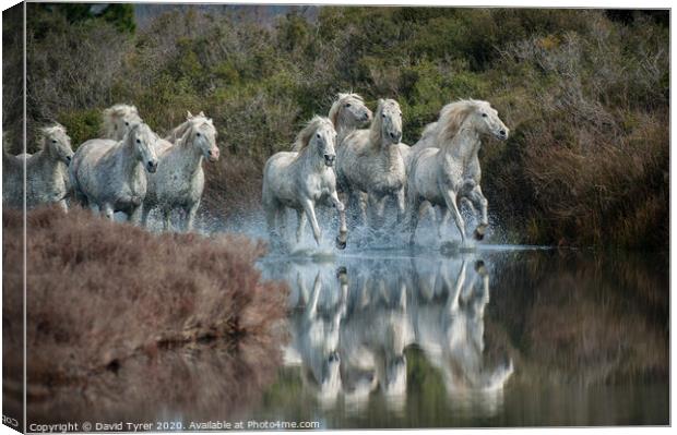 Galloping Grace: Camargue Horses Canvas Print by David Tyrer