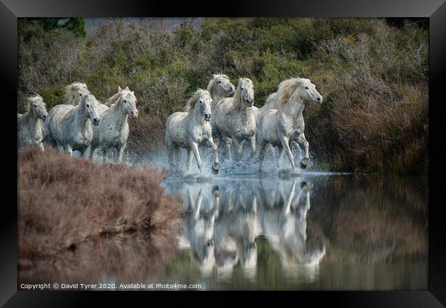 Galloping Grace: Camargue Horses Framed Print by David Tyrer