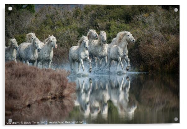 Galloping Grace: Camargue Horses Acrylic by David Tyrer