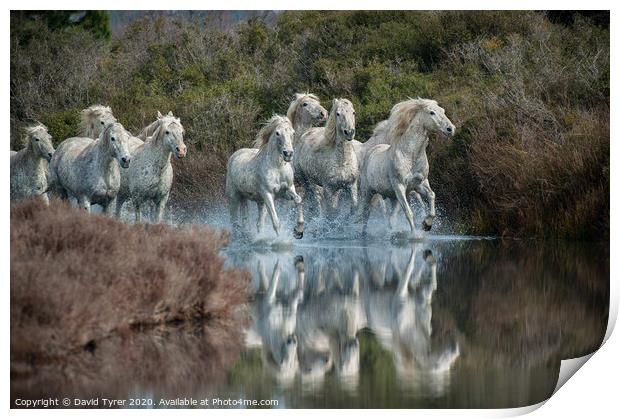 Galloping Grace: Camargue Horses Print by David Tyrer