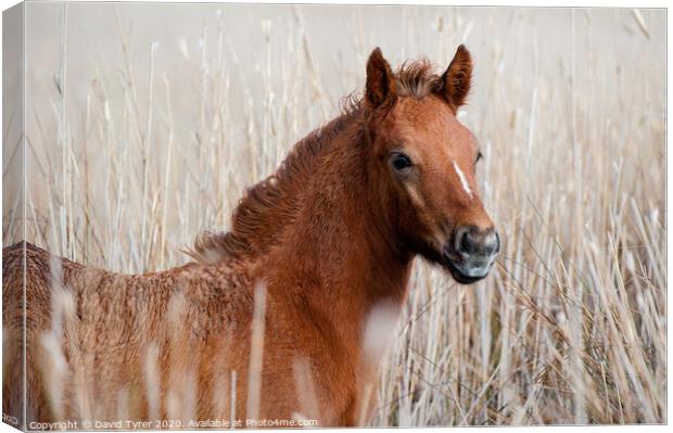 Camargue Foal Canvas Print by David Tyrer
