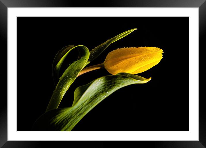 Yellow Flower Framed Mounted Print by Karl McCarthy