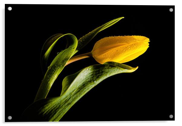 Yellow Flower Acrylic by Karl McCarthy