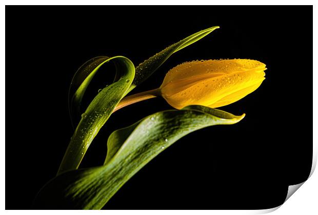 Yellow Flower Print by Karl McCarthy