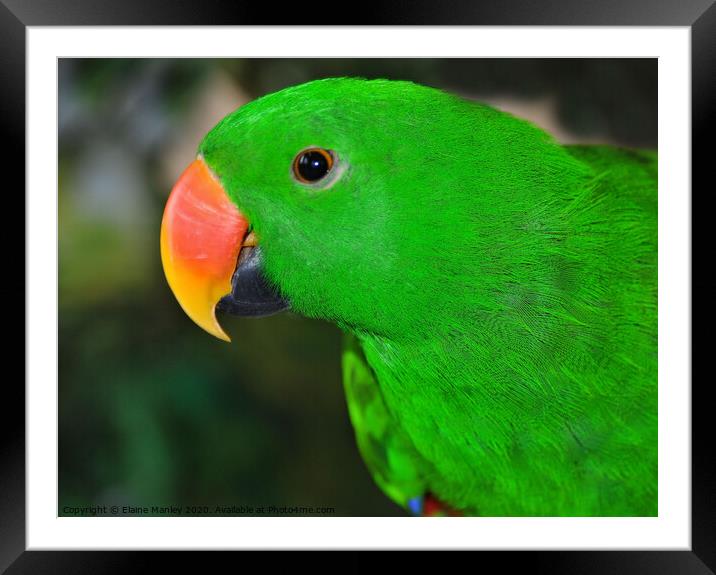 Eclectus parrot Framed Mounted Print by Elaine Manley