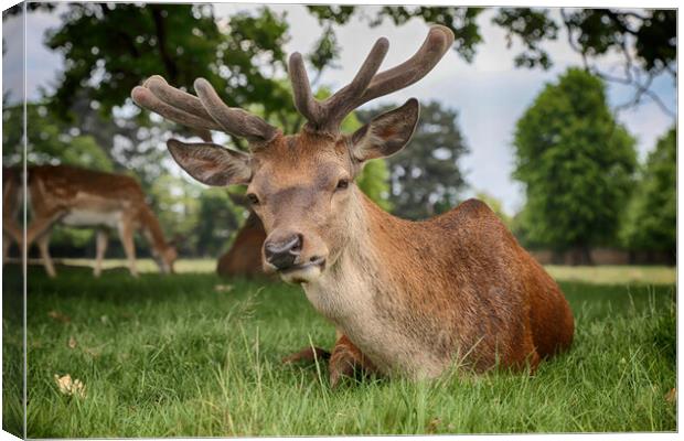 Red Deer Stag Canvas Print by Phil Clements