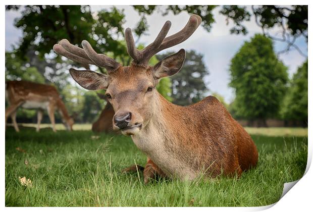 Red Deer Stag Print by Phil Clements