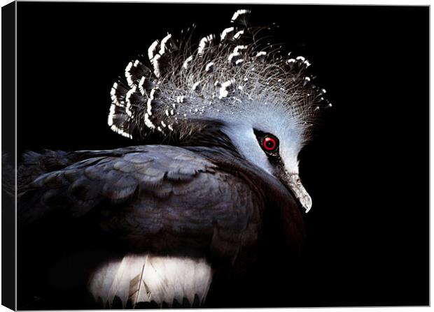 Victoria Crowned Pigeon Canvas Print by Elaine Manley