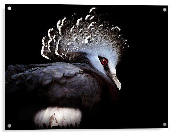 Victoria Crowned Pigeon Acrylic by Elaine Manley