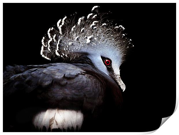 Victoria Crowned Pigeon Print by Elaine Manley