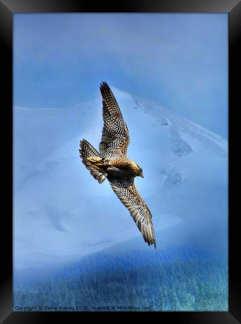 Peregrin Falcon... Soar over the mountains and tre Framed Print by Elaine Manley