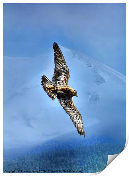 Peregrin Falcon... Soar over the mountains and tre Print by Elaine Manley