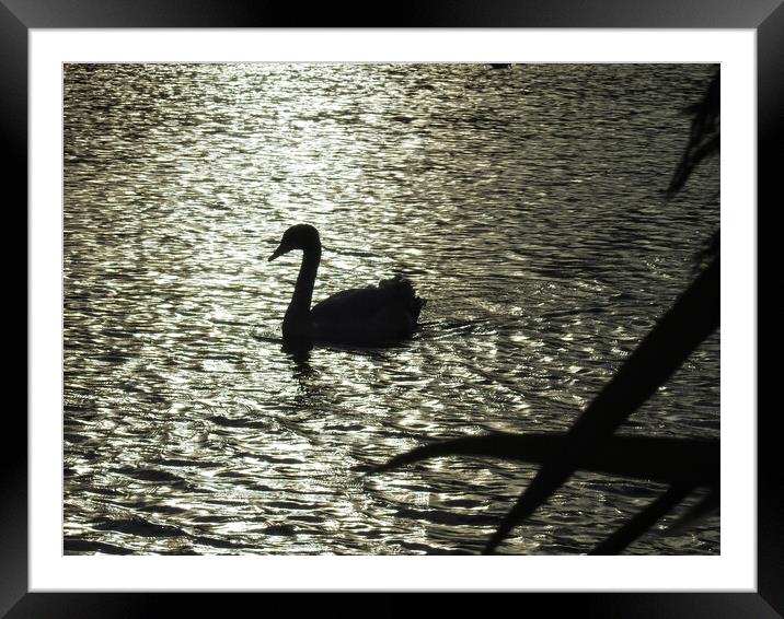 Swan in Silhouette Framed Mounted Print by Pauline Raine