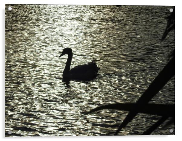 Swan in Silhouette Acrylic by Pauline Raine