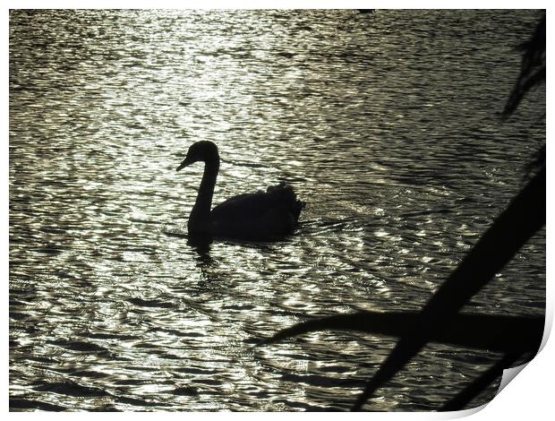 Swan in Silhouette Print by Pauline Raine