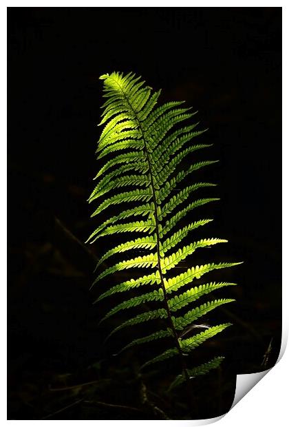 sunlit fern Print by Simon Johnson