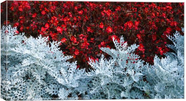 Silver Dust and Begonias Canvas Print by David Tyrer