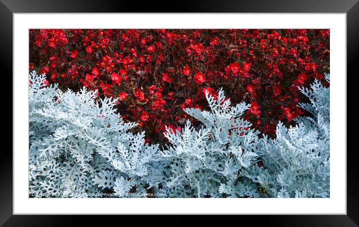 Silver Dust and Begonias Framed Mounted Print by David Tyrer