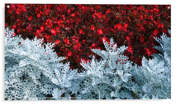Silver Dust and Begonias Acrylic by David Tyrer