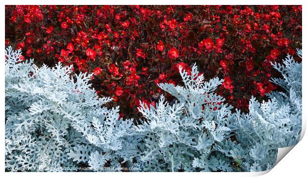 Silver Dust and Begonias Print by David Tyrer
