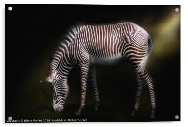 Zebra Acrylic by Elaine Manley