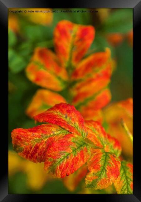 Autumn leaves Framed Print by Pete Hemington