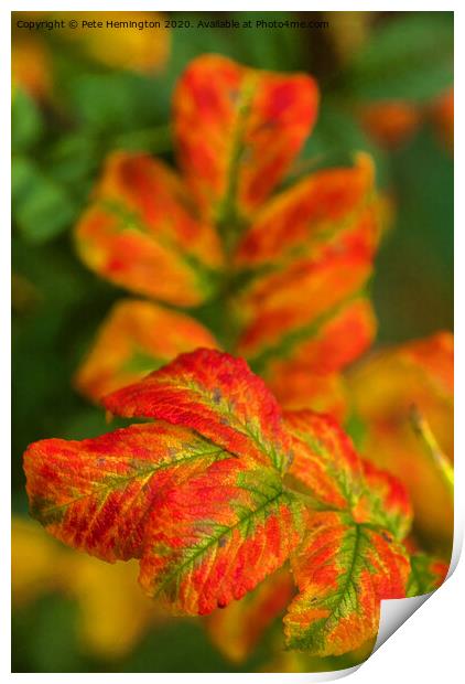 Autumn leaves Print by Pete Hemington