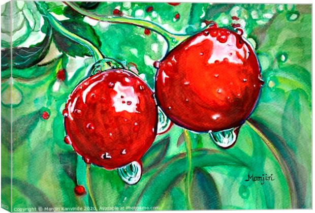 Red ripe Cherries in the orchard watercolor painti Canvas Print by Manjiri Kanvinde