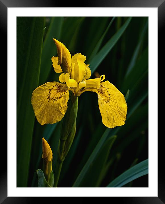 Yellow Iris Framed Mounted Print by Karen Martin