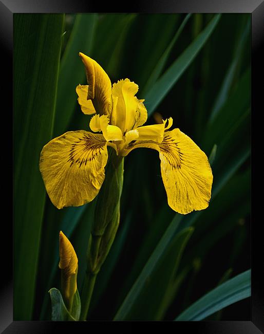 Yellow Iris Framed Print by Karen Martin