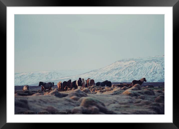 Icelandic Horses II Framed Mounted Print by Pascal Deckarm