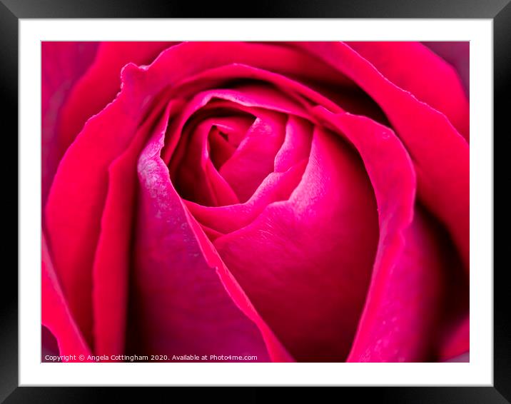 Red Rose Framed Mounted Print by Angela Cottingham