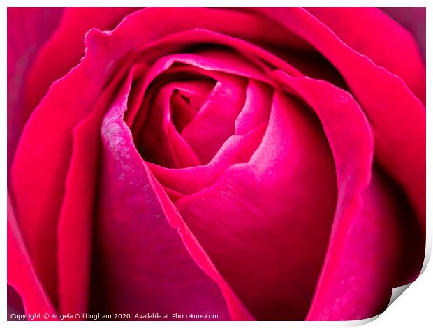 Red Rose Print by Angela Cottingham