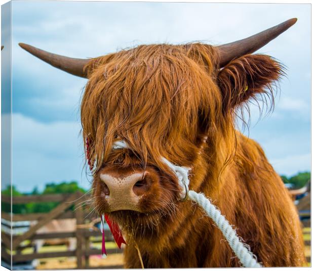 Highland cow Canvas Print by George Robertson