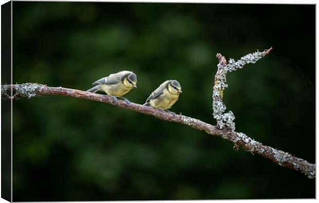 Two Eurasian blue tit (Cyanistes caeruleus)sitting on branch Canvas Print by George Robertson