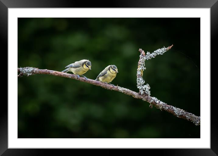 Two Eurasian blue tit (Cyanistes caeruleus)sitting on branch Framed Mounted Print by George Robertson