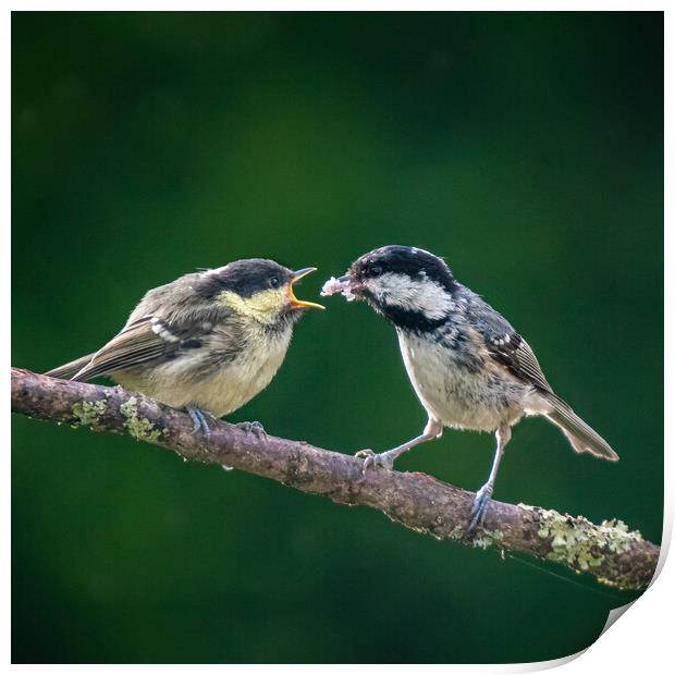 Great Tits feeding on a branch Print by George Robertson