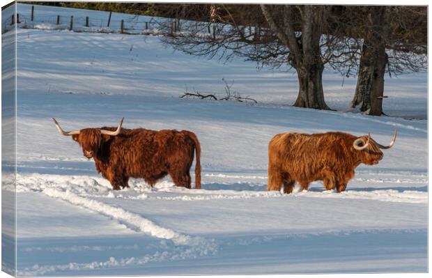 Two Highland cows in a snowy field Canvas Print by George Robertson